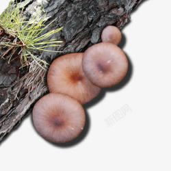 老树蘑菇素材