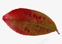 秋叶树叶火红色的叶子素材