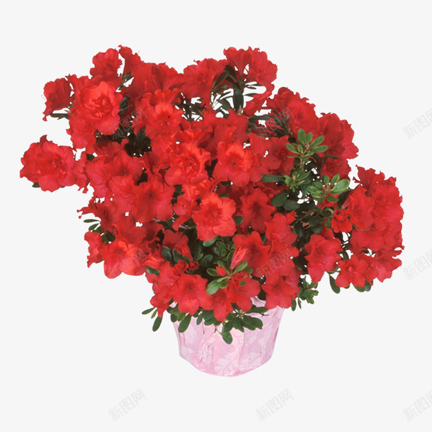 红色花束图形png免抠素材_88icon https://88icon.com 图形 款式 红色 花束