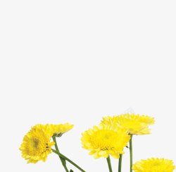 黄色夏日花朵海报植物素材