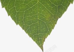 绿色树叶脉络素材