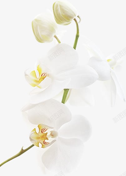海报情人节白色花朵效果png免抠素材_88icon https://88icon.com 情人 效果 海报 白色 花朵 设计