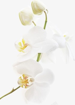 海报情人节白色花朵效果素材