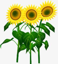 卡通向日葵素材