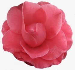 粉色大朵玫瑰花素材