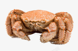 北海道毛蟹螃蟹素材