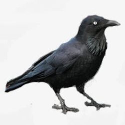 黑色创意鸟儿手绘素材