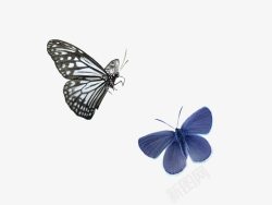 蓝色和黑色蝴蝶素材