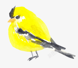 卡通手绘黄黑小鸟素材