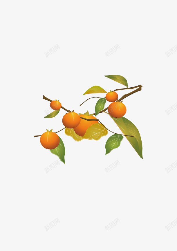 水果桔子橙子png免抠素材_88icon https://88icon.com 桔子 橙子 水果