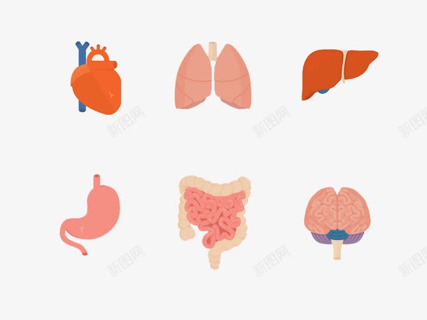 内脏器官png免抠素材_88icon https://88icon.com 人体 内脏 创意 器官