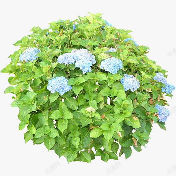 绿色植物png免抠素材_88icon https://88icon.com 景观 林业 树 树叶 植物