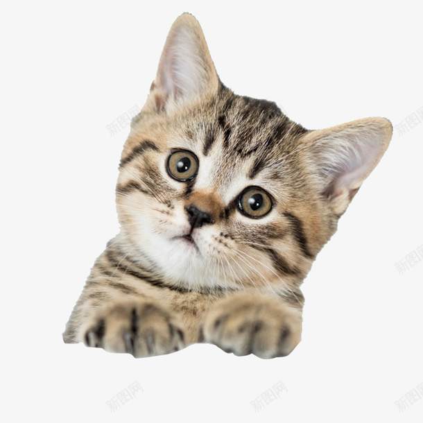 猫猫狗狗猫猫狗狗png免抠素材_88icon https://88icon.com PNG 免抠 猫 猫咪