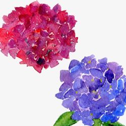 手绘水彩绣球花花朵素材