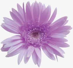 紫色花朵正面图素材
