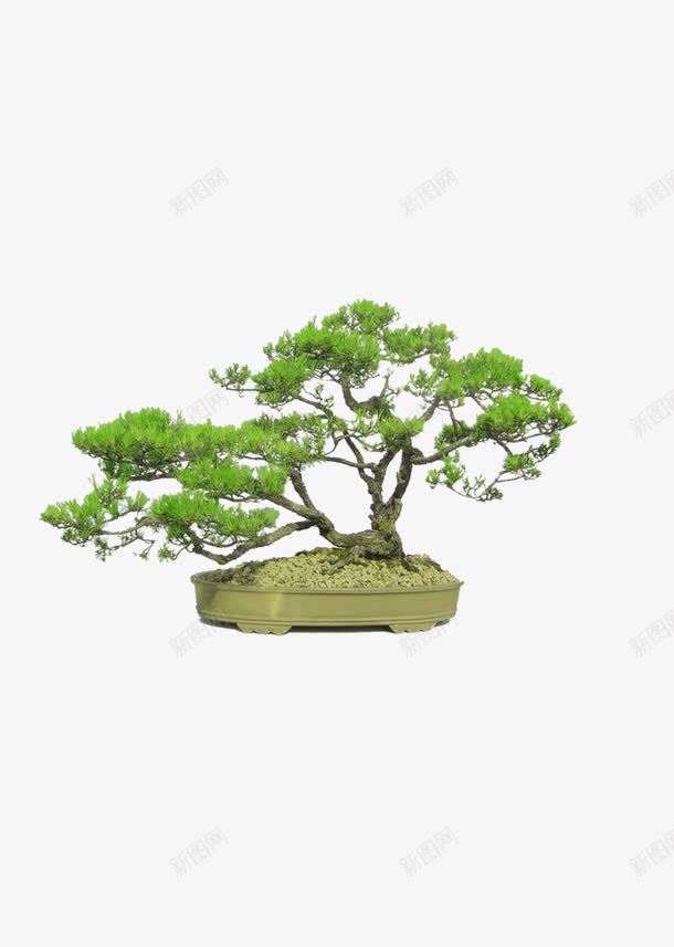 花卉盆景植物花树png免抠素材_88icon https://88icon.com 树 植物 盆景 花 花卉