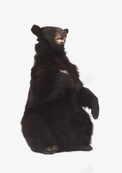 黑熊可爱端坐动物素材