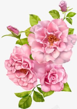 手绘粉色绘画玫瑰素材