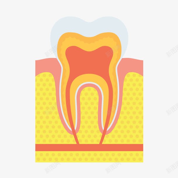 牙平面图png免抠素材_88icon https://88icon.com 平面图 牙 牙齿 神经