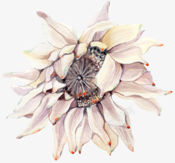 手绘卡通装饰花瓣花草装饰海报设素材