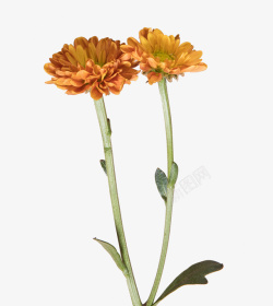 橙黄色小雏菊素材