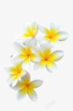 海报植物白色花朵效果素材
