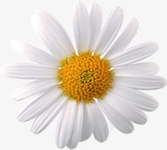 春天促销白色手绘花朵装饰素材