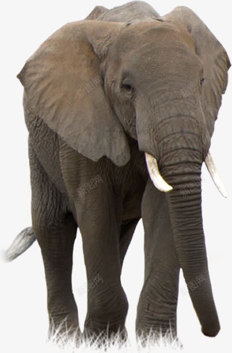 悠然自得的非洲象png免抠素材_88icon https://88icon.com 动物素材 悠然自得的风格 灰色皮肤 非洲象