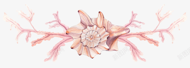 手绘植物和海螺png免抠素材_88icon https://88icon.com 手绘 手绘画 植物 海螺