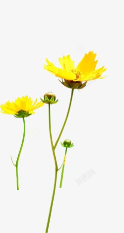 黄色春日花朵植物素材
