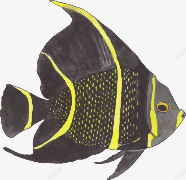 手绘黑黄相间的鱼png免抠素材_88icon https://88icon.com 彩色的鱼 手绘画 矢量装饰 装饰 鱼