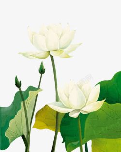 手绘荷花素材