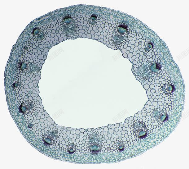 植物韧皮部干细胞png免抠素材_88icon https://88icon.com 光显微图 干细胞 植物细胞 科研
