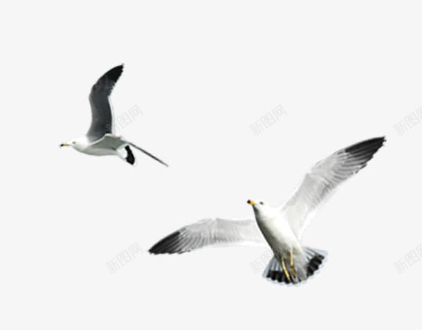两只海鸥png免抠素材_88icon https://88icon.com 动物 海鸥 鸟