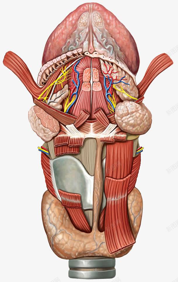 喉咙气管png免抠素材_88icon https://88icon.com 喉咙 甲状腺 甲状软骨 神经