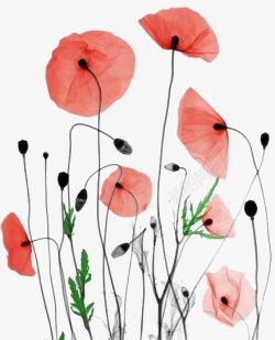 红色水墨花素材