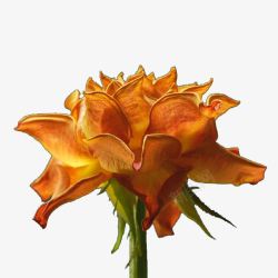 要风干的郁金香素材