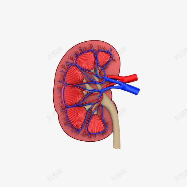 器官切面模型png免抠素材_88icon https://88icon.com 切面 卡通 器官 模型 肺 血管