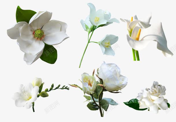 白色花卉背景png免抠素材_88icon https://88icon.com 白色 素材背景 背景 花卉 鲜花