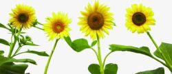 夏日海报植物黄色花朵素材