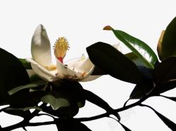 广玉兰花与叶素材