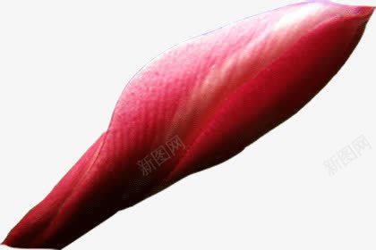 花卉png免抠素材_88icon https://88icon.com 花卉 花香 鲜花