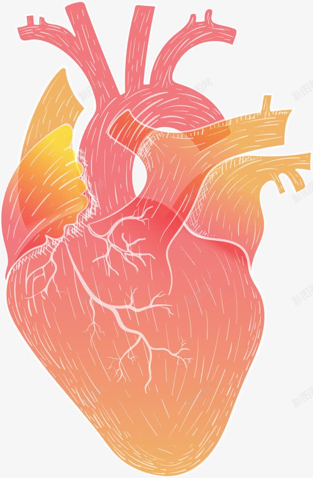 手绘人体器官心脏png免抠素材_88icon https://88icon.com 人体器官 器官 心脏 手绘心脏 矢量器官 矢量心脏