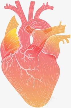手绘人体器官心脏素材