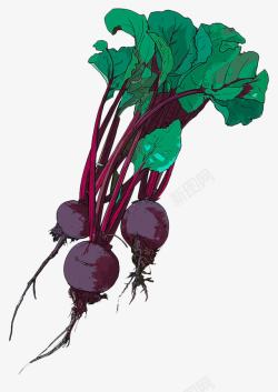 手绘紫甜菜素材