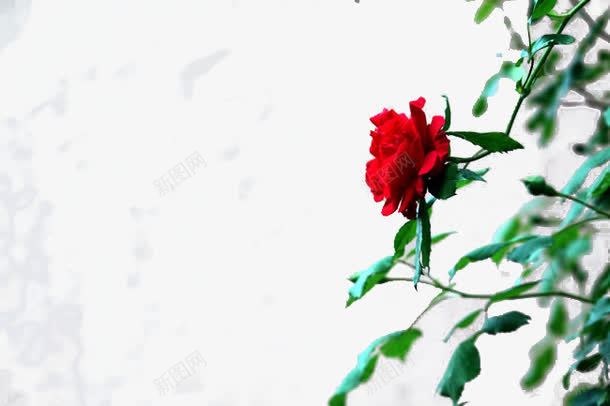 简单花草png免抠素材_88icon https://88icon.com 享受 爱情 花朵 风景