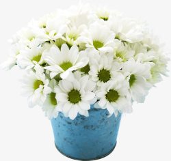 高甭白色花朵绿蕊素材