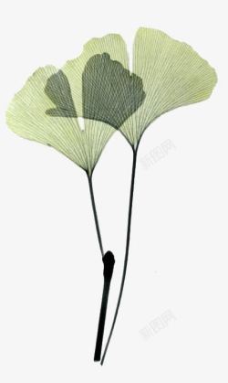 绿色银杏叶素材