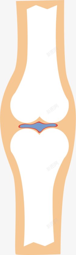 人体的卡通骨骼器官素材