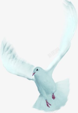白色白鸽降落动物素材
